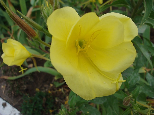 Красивый цветок. Вот только не знаю, как он называется