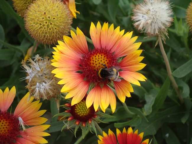 Еще один красивый цветок