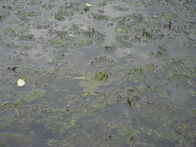 Эта запруда с лягушками находится уже немного дальше. 