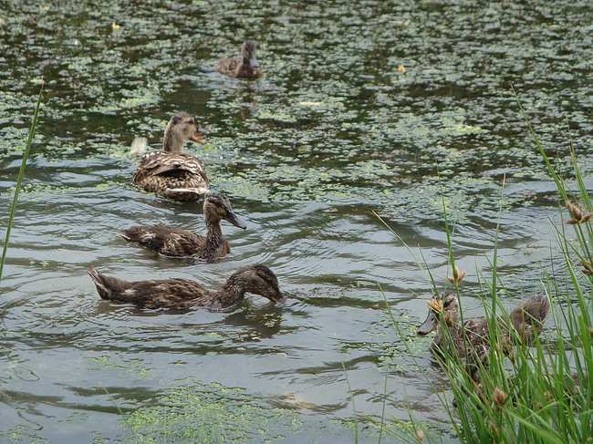 Утки здесь также присутствуют