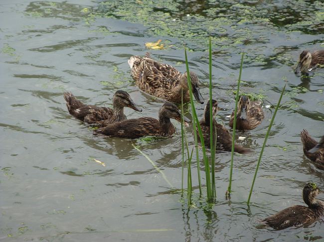 Утки здесь также присутствуют