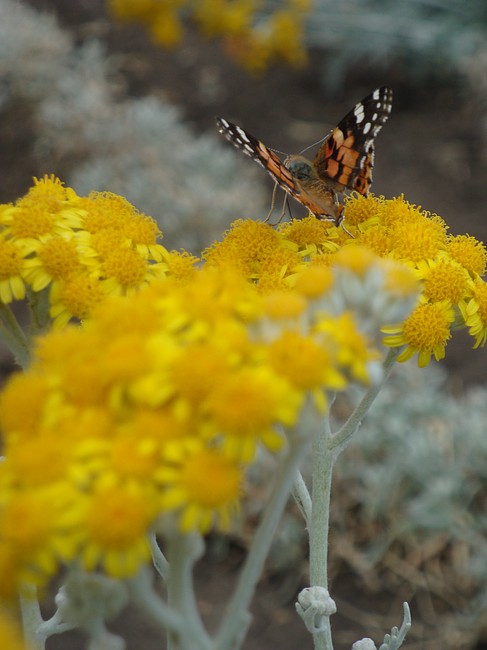 Не удержался от фотографирования этой бабочки Не удержался от фотографирования этой бабочки