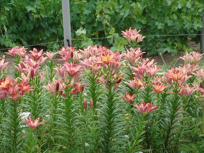 Цветник на монастырском дворе Цветник на монастырском дворе