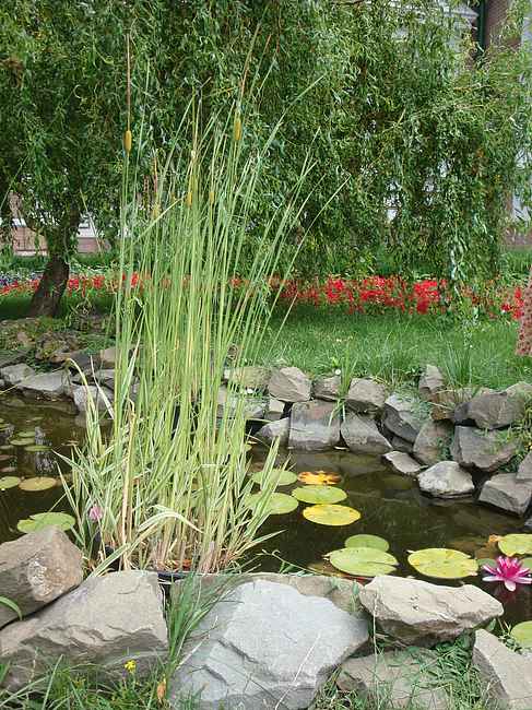 Искусственный водоемчик на больничном дворе Искусственный водоемчик на больничном дворе