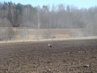 гость гость