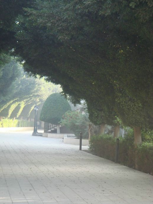 Утро. Аллея монастыря Эль Мухарраке