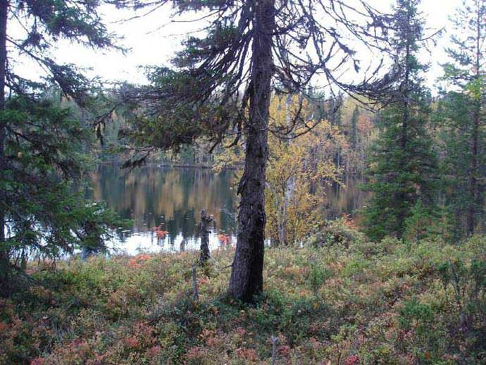 Одно из соловецких озер. Одно из соловецких озер.