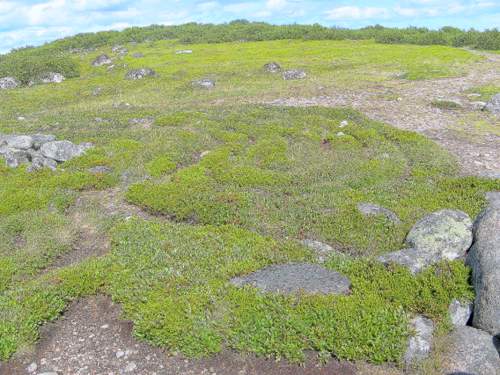 Лабиринт 3-5 века до Рождества Христова на о. Большой Заячий Лабиринт 3-5 века до Рождества Христова на о. Большой Заячий