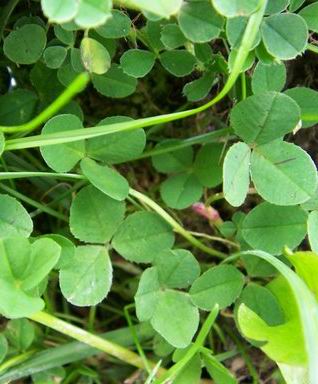 ирландская лужайка с трилистником