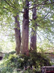 три платана на Старом Руссике. Здесь турки убили трех русских монахов и бросили их тела в колодец. Вскоре на этом месте выросло три дерева три платана на Старом Руссике. Здесь турки убили трех русских монахов и бросили их тела в колодец. Вскоре на этом месте выросло три дерева